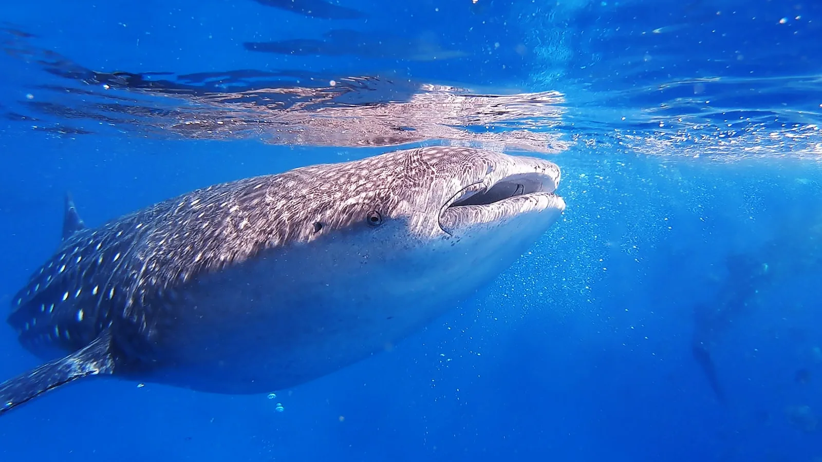 L'island hopping à Cebu : requins baleines et tortues
