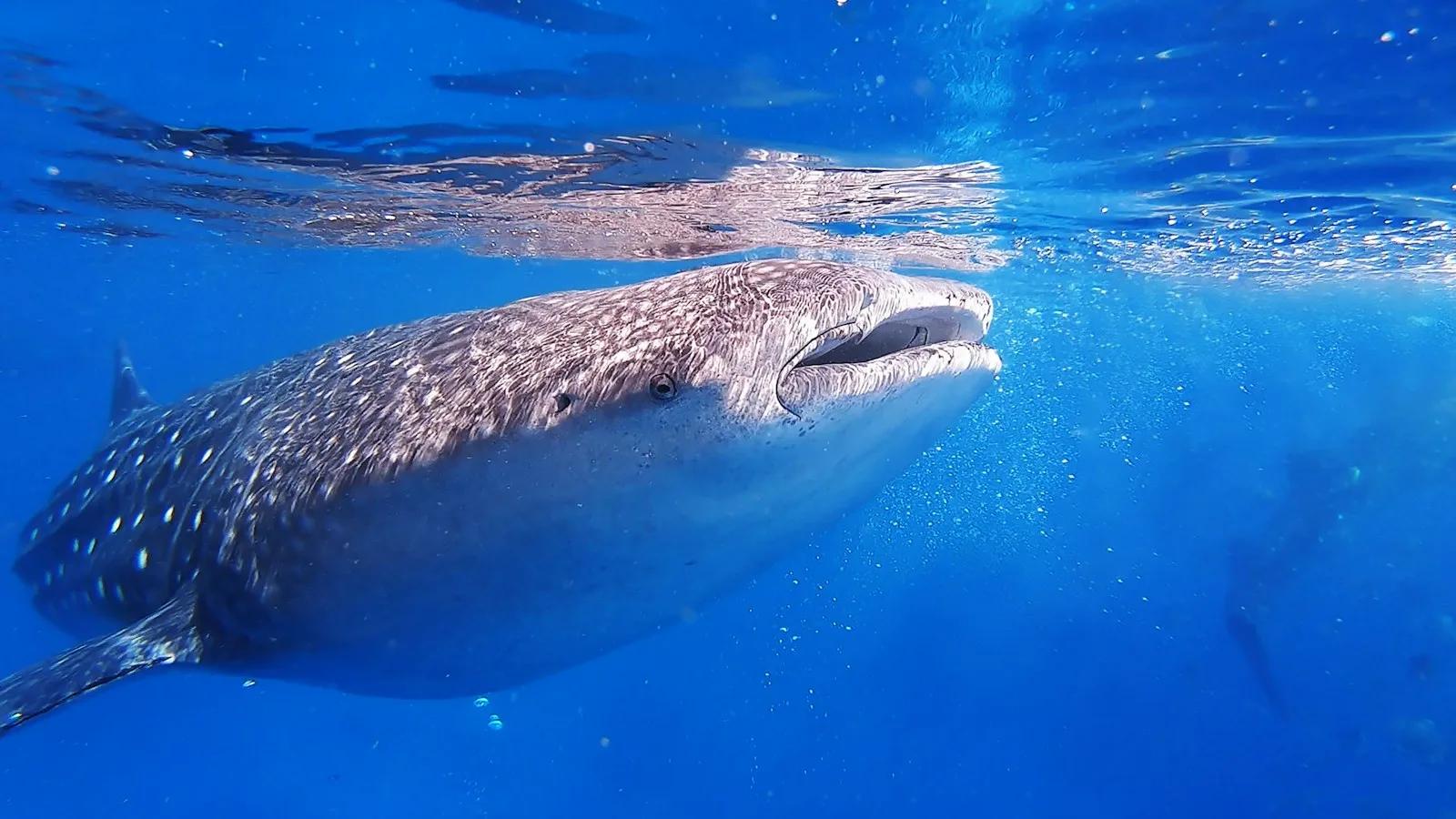 Requin-baleine nageant près de bateaux à balancier à Oslob aux Philippines